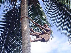 Coconut Tree Climbing